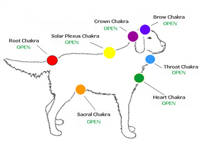chakras - dog
