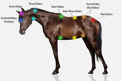 horse chakras